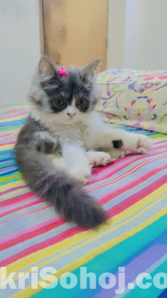 Traditional Persian kitten